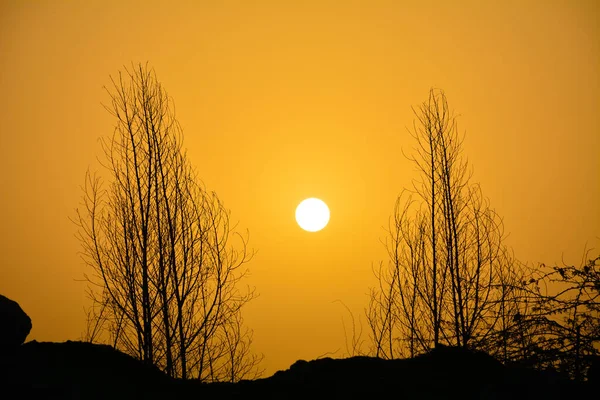 Nascer Sol Deserto Com Belo Céu Amarelo Árvore Silhueta — Fotografia de Stock