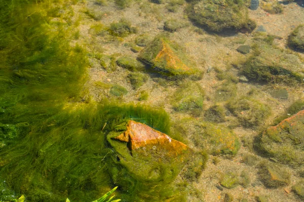 Камень Вода Цветут Чистой Водой — стоковое фото
