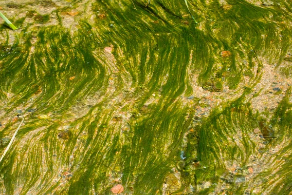 Water Bloei Textuur Achtergrond Afbeelding — Stockfoto