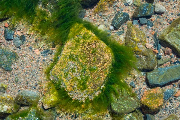 Piedra Agua Florecen Bajo Agua Clara — Foto de Stock