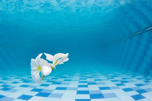 Onderwater Zicht Drijvende Tropische Bloem Frangipani Het Zwembad Gezonde Levensstijl — Stockfoto