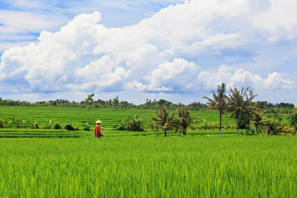 Hermosa Vista Del Arroz Verde Balinés Creciendo Terrazas Campo Tropical — Foto de Stock