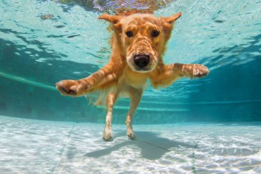 Altın Labrador Retriever 'ın yüzme havuzunda eğlenceli bir sualtı fotoğrafı. Atla, derinlere dal. Faaliyetler, evcil hayvanlarla eğitim dersleri. Popüler köpek yaz tatilinde ürer.