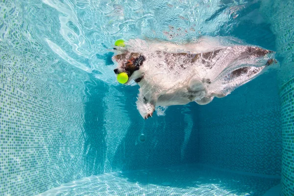 Onderwater Grappige Foto Van Jack Russell Terrier Puppy Spelen Met — Stockfoto