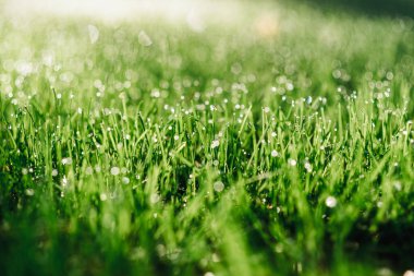 çimenler üzerinde sabah çiy. reklam alanı. yumuşak odak