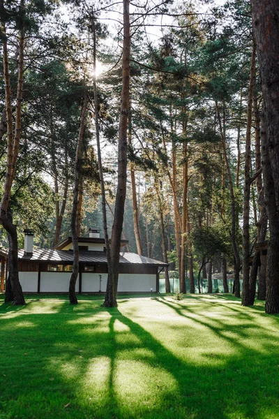 green glade in a pine forest with a house in the background
