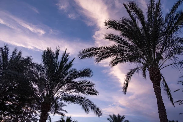Avondlucht op de achtergrond van palmbomen. advertentieruimte — Stockfoto