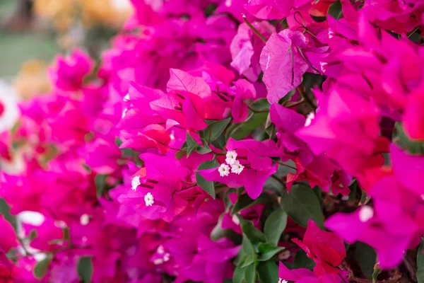 Witte bloemen met mooie paarse bladeren. Soft Focus Sea... — Stockfoto