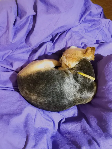 Невеликий Короткошерстий Собака Блискучим Волоссям Спить Ліжку Фіолетовими Постільними Речами — стокове фото