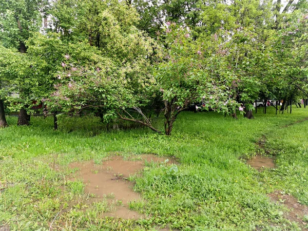 Blossoming lilac tree in the city among the rain-flooded lawn. Dirty puddles in the green grass after heavy rain in the city. City landscape.