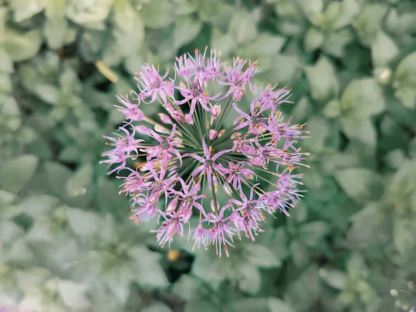 Flor Ajo Silvestre Púrpura Primer Plano Con Fondo Borroso Hermoso —  Fotos de Stock