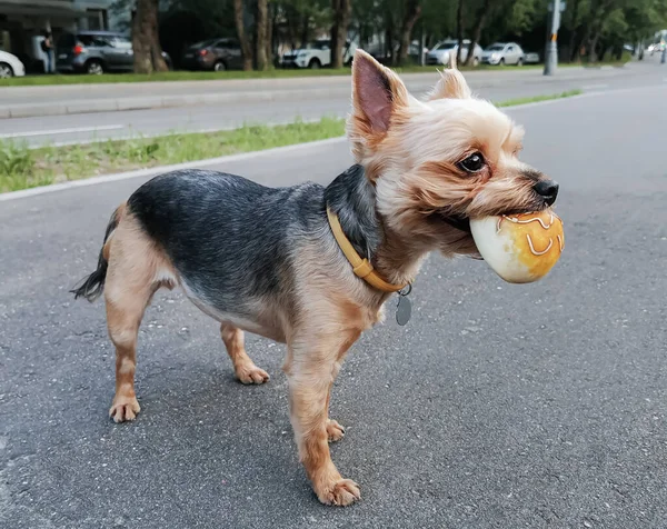 短髪のヨークシャー テリアは歯にゴム製のおもちゃを持っている 市内を散歩するための犬とゲーム 犬の夏の髪型 — ストック写真