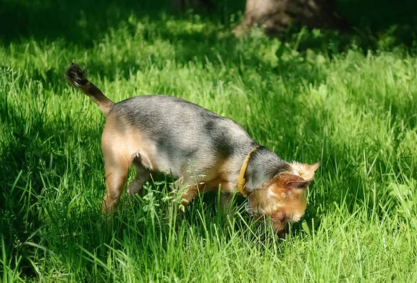 Short-haired Yorkshire terrier eats grass on a walk. Vitamins and beneficial substances for pets. Summer walk with a dog.