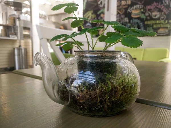 Bule Transparente Vidro Com Uma Planta Dentro Uma Mesa Madeira — Fotografia de Stock