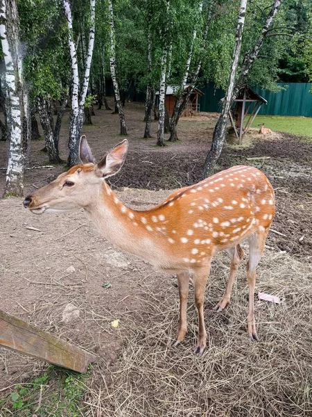 Female Sika Deer Cervus Nipon Characteristic Color Closed Reserve Keeping — Stock Photo, Image