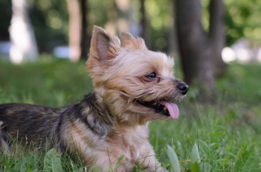 Yorkshire Teriyeri bir yaz günü çimlerin üzerinde yatar. Köpek sıcaktan dilini dışarı çıkardı. Bir köpeğin profil fotoğrafı. Evcil hayvanlarla kamp yapmak. Bulanık arkaplan.