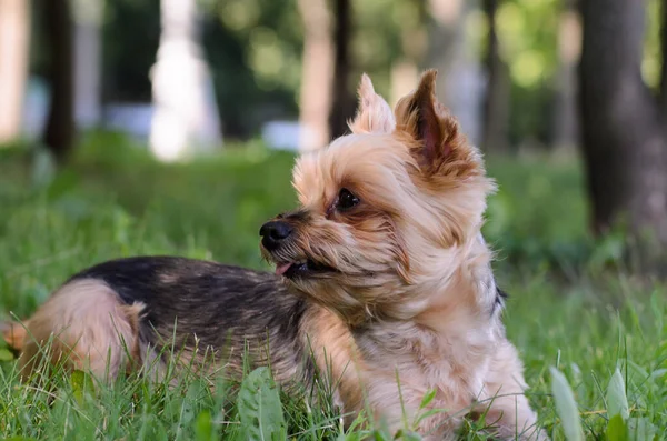 Yorkshire Terrier Encuentra Hierba Día Verano Perro Sacó Lengua Del — Foto de Stock