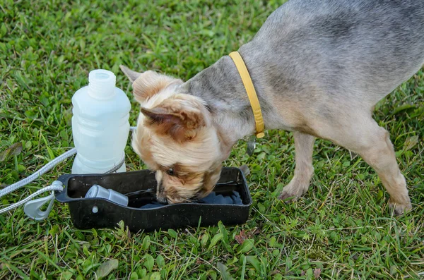 Köpek, yeşil çimenlerdeki portatif bir kaseden su içer. Evcil hayvan su dağıtıcısı. Evcil hayvanlar için aksesuarlar. Sıcak havada yürürken köpeklerin susuz kalmasını önlemek için..