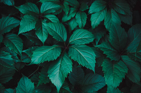 Background of dark green leaves of plants.Beautiful natural background. Space for text. Selective focus, noise effect and toned image.