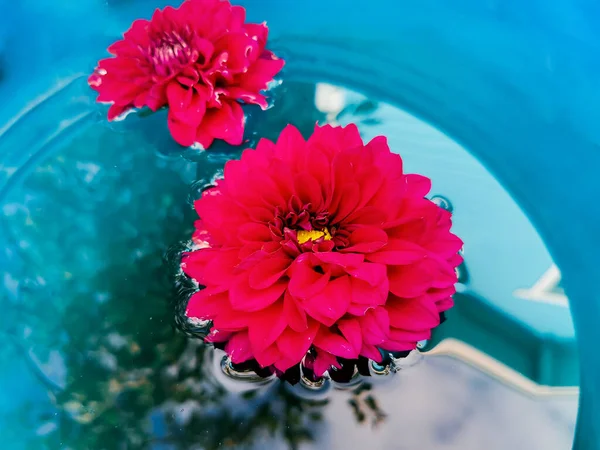 Plucking Dark Red Flower Dahlia Water Surface Reflection Trees Water — Stock Photo, Image