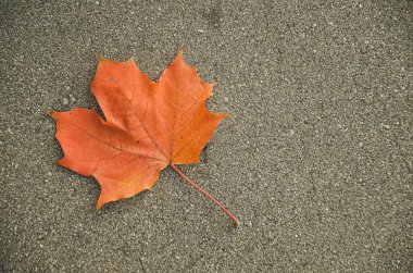 Tek kırmızı sonbahar akçaağaç yaprağı koyu asfalt yolda uzanıyor. Odaklanma noktası yaprağın üzerinde ve burada mesaj için çok yer var. Vintage efektli resim, seçici odak