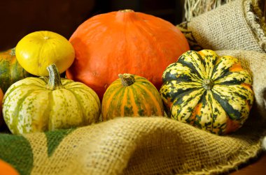 Tuvaldeki beş çeşit balkabağının hayatı. Güzelce yerleştirilmiş balkabakları, kutlama ve hasat gösterisi. Cadılar Bayramı sembolü.