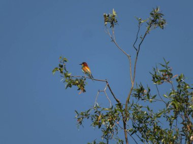 Kuş ağaçta yüksekte oturuyor.