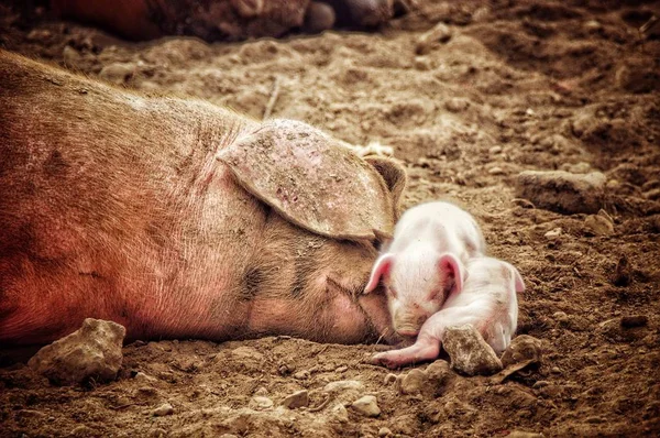 Piglets Sleep Mummy Peny — Stock Photo, Image