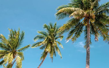 Üçlü Hindistan Cevizi Ağaçları