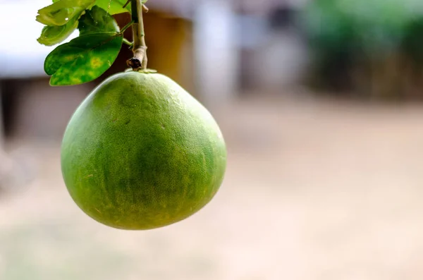 Pomelo Fruto — Fotografia de Stock