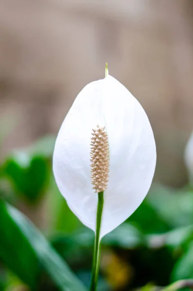 Einzelne Flamingoblume — Stockfoto