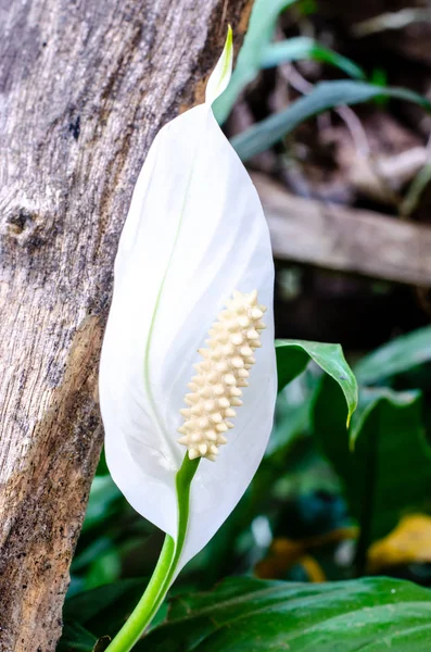 Singola fioritura fenicottero — Foto Stock