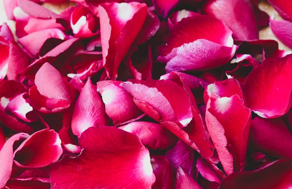 Rosas rojas pétalos —  Fotos de Stock