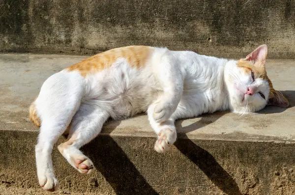 고양이 누워 — 스톡 사진