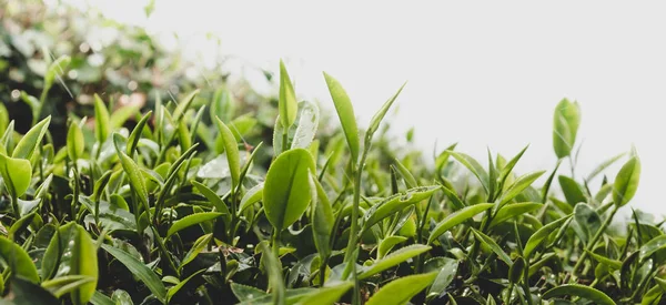 Plantación de té —  Fotos de Stock