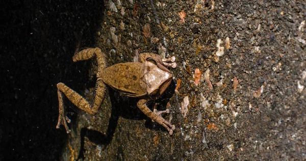 Little Frog — Stock Photo, Image