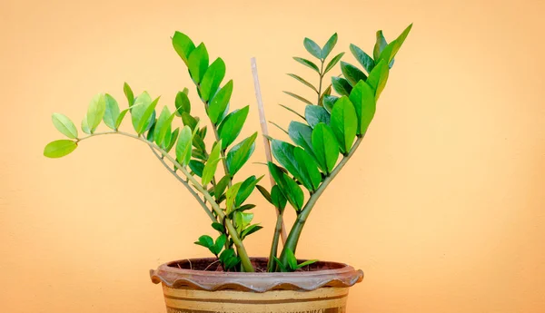 Zamioculcas zamifolia — Stockfoto