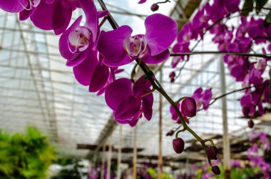 Orkide çiçek