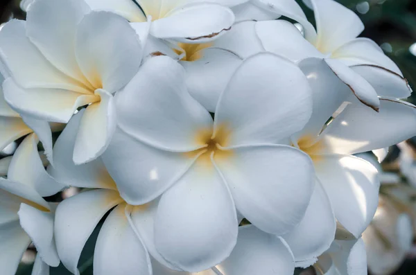Plumeria kwiat — Zdjęcie stockowe