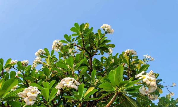 Fiore di Plumeria — Foto Stock