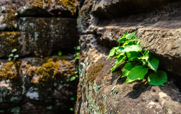 Plat en la pared del templo — Foto de Stock