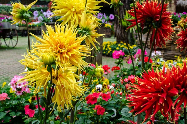 Fleurs de chrysanthème — Photo