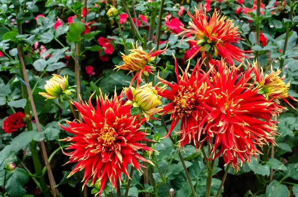 Fleurs de chrysanthème — Photo