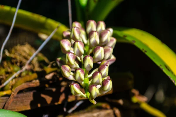 Flores de orquídeas — Fotografia de Stock