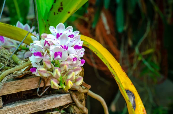 Fioriture del Orchid — Foto Stock