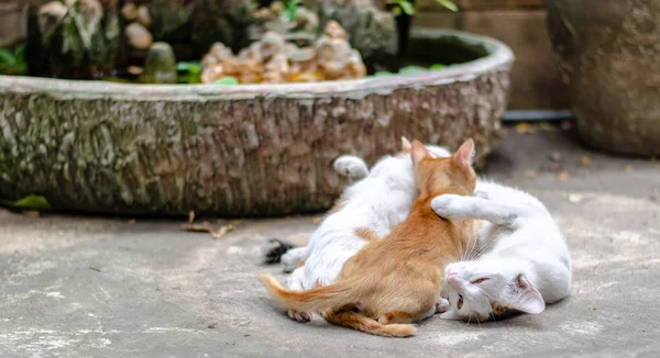 Mãe alimentando gatinhos — Fotografia de Stock