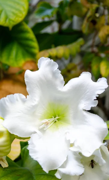 Osterlilien-Rebe — Stockfoto