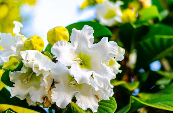 Giglio di Pasqua Vite — Foto Stock