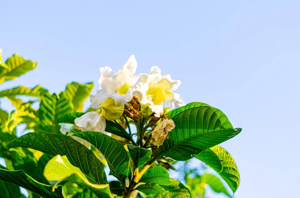 Osterlilien-Rebe — Stockfoto