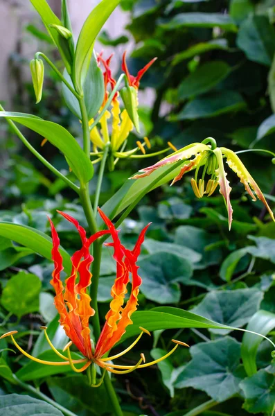 Lirio trepador — Foto de Stock